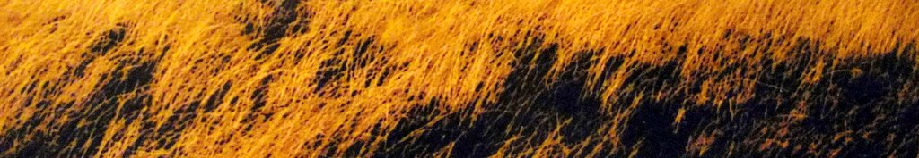 Winter Wheat - Footer